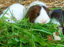 Какие растения токсичны для морских свинок?