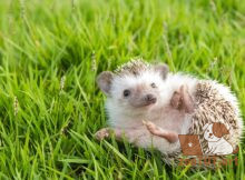 Насколько большими становятся ежи?