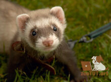 Нужны ли хорькам прививки?