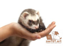 Являются ли хорьки гипоаллергенными?