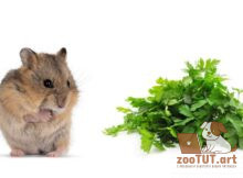 Может ли хомяк есть петрушку