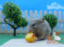 Можно ли давать хомяку персик