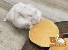 Можно ли хомякам есть блины