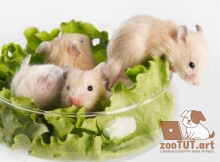 Можно ли сирийским хомякам давать салат