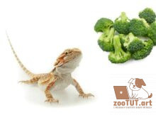 Может ли бородатый дракон есть брокколи