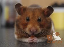 Можно ли давать хомяку печенье