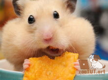 Можно ли хомякам есть чипсы?
