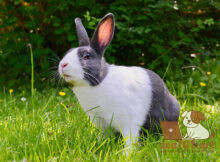 Как лечить боль в суставах кролика