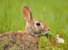 Можно ли кроликам мокрую траву