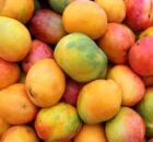 Могут ли морские свинки есть манго